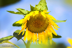 مزرعه گل های آفتابگردان