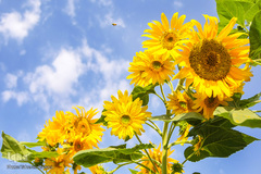 مزرعه گل های آفتابگردان