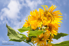 مزرعه گل های آفتابگردان