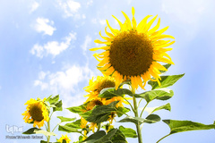 مزرعه گل های آفتابگردان