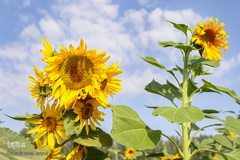 مزرعه گل های آفتابگردان