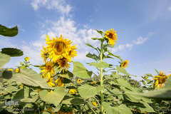 مزرعه گل های آفتابگردان