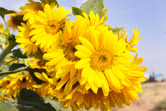 مزرعه گل های آفتابگردان