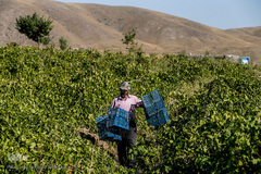 برداشت انگور در تاکستان
