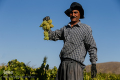 برداشت انگور در تاکستان
