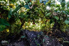 برداشت انگور در تاکستان
