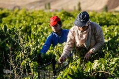 برداشت انگور در تاکستان
