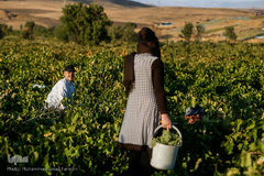 برداشت انگور در تاکستان
