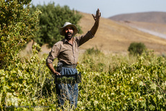 برداشت انگور در تاکستان
