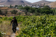 برداشت انگور در تاکستان
