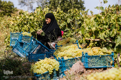 برداشت انگور در تاکستان
