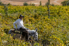 برداشت انگور در تاکستان
