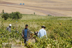 برداشت انگور در تاکستان
