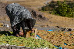 برداشت انگور در تاکستان
