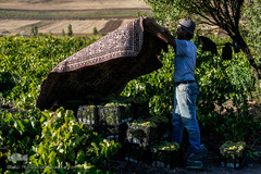 برداشت انگور در تاکستان
