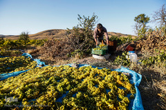 برداشت انگور در تاکستان
