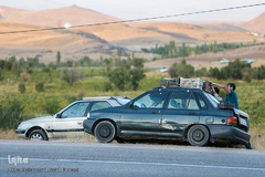 برداشت انگور در تاکستان
