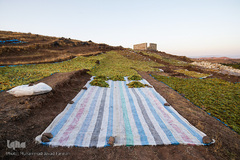 برداشت انگور در تاکستان
