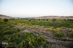 برداشت انگور در تاکستان
