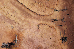 بحرانی که نمی بینم / خشکسالی