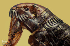 حشره کک در بزرگ‌نمایی ۲۰ برابر