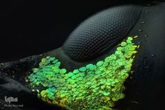 چشم‌های یک گونه سوسک با بزرگ‌نمایی ۲۰ برابر