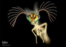 زنبور نری از جزیره فیجی با بزرگ‌نمایی ۴ برابر