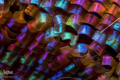 بال‌های شاپرک غروب ماداگارسکار (نوعی پروانه) در بزرگ‌نمایی ۲۰ برابر