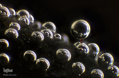 حباب‌ها و فیبر یک تکه پارچه روی سنگ با بزرگ‌نمایی ۱۰ برابر