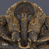 یک پرتره از حشره Sternochetus mangiferae با بزرگ‌نمایی یک برابر