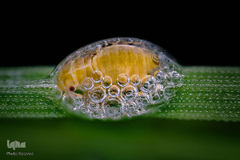 یک حشره ماده در خانه حبابی‌اش با بزرگ‌نمایی ۵ برابر