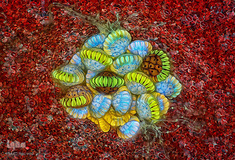 ساختار تولید و هاگ‌دان سرخس سرخ در بزرگ‌نمایی ۱۰ برابر