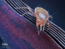 یک مورچه روی شاخک‌های سوسک طلایی با بزرگ‌نمایی ۴ برابر