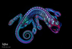 جنین آفتاب‌پرست در بزرگ‌نمایی ۵ برابر