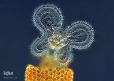 گونه‌ای از چرخان‌تباران که در حال تغذیه است با بزرگ‌نمایی ۲۰ برابر