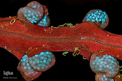 فرایند تولید و نگه‌دار هاگ در گونه‌ای از سرخس‌های موسوم به Fern sori با بزرگ‌نمایی ۴ برابر