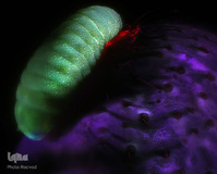 یک لارو انگلی روی شکم عنکبوت در بزرگ‌نمایی ۲۰ برابر