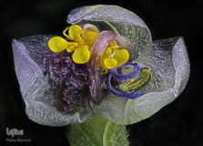 یک گل پژمرده با بزرگ‌نمایی ۴ برابر