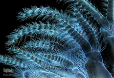 میوه درخت بلوط در بزرگ‌نمایی ۵ برابر