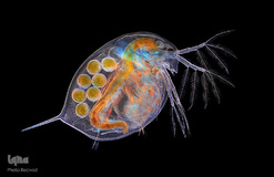 کک آبی با تخم‌هایی در شکم در بزرگ‌نمایی ۴ برابر