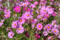باغ گیاه شناسی ملی ایران