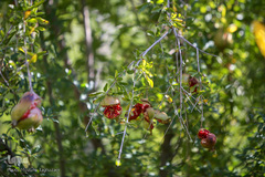 باغ گیاه شناسی ملی ایران