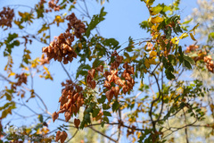 باغ گیاه شناسی ملی ایران