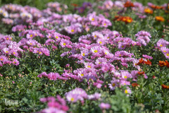 باغ گیاه شناسی ملی ایران