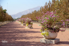 باغ گیاه شناسی ملی ایران