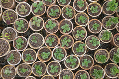 باغ گیاه شناسی ملی ایران