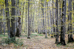 ثروتی از جنس طبیعت / جنگل راش