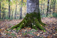 ثروتی از جنس طبیعت / جنگل راش