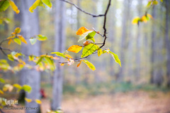 ثروتی از جنس طبیعت / جنگل راش