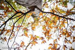 ثروتی از جنس طبیعت / جنگل راش